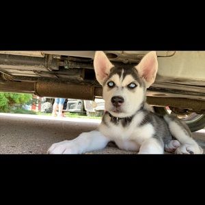 Meet your Posher, Kayden